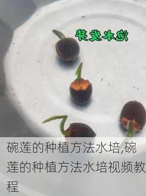 碗莲的种植方法水培,碗莲的种植方法水培视频教程