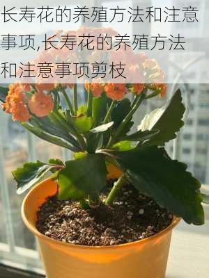 长寿花的养殖方法和注意事项,长寿花的养殖方法和注意事项剪枝