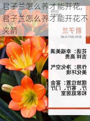 君子兰怎么养才能开花,君子兰怎么养才能开花不夹箭