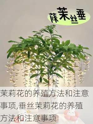 茉莉花的养殖方法和注意事项,垂丝茉莉花的养殖方法和注意事项